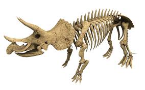 Triceratops 3d Model Ad Triceratops Model In 2020 3d Model Sculpture Lion Sculpture