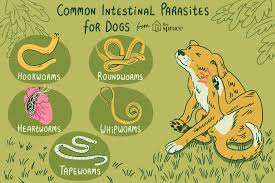 common worms and intestinal parasites in dogs