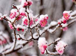 Great prices and selection of winter pictures. 11 Winter Flowers To Plant In Your Garden