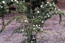 Image result for Cissus rubiginosa