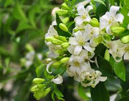 All are made with love and care to ensure our online store has a huge range of plants, trees, flowers, garlands and potted artificial plants. Know Your Hedging Plants
