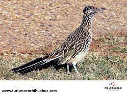 Turismo En Chihuahua Te Habla Del Ave Corre Caminos Que Vive En El Desierto De Chihuahua 6 Desierto De Chihuahua Animales Del Desierto Chihuahua