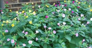 We did not find results for: Four O Clocks Flower Memories Of My Youth They Grew All Around Our Front Porch Front Flower Beds Trees To Plant Clock Flower
