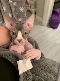 From time to time, you may have noticed your cat dry heaving. Choking Dry Heaving Sphynxlair