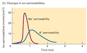 The Ionic Fluxes During A Neuronal Action Potential. The Rapid... |  Download Scientific Diagram