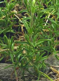 Image result for Cerastium