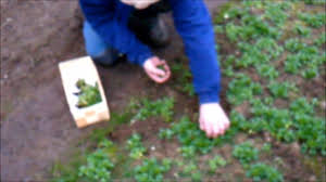Kleine Feldsalat Ernte Youtube