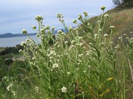 Image result for Pseudognaphalium oligandrum