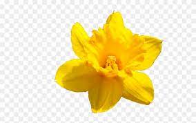 Daffodil Flower Png Pic Daffodil Png Transparent Png 1024x682 645870 Pngfind