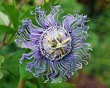 Passiflora incarnate is typically considered the official passion vine plant, and it contains flavonoids, maltol, cyanogenic glycosides and alkaloids. Passiflora Wikipedia