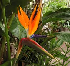 Comment rempoter un bonsaï de pin. Oiseau De Paradis D Interieur Strelitzia Reginae Entretien Arrosage Rempotage