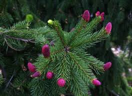 There are no reviews yet. Liven Up Your Winter Porch With 8 Cold Loving Plants Winter Plants Plants Porch Plants