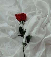 We did not find results for: Wallpaper Bunga Mawar Yang Indah 50 Wallpaper Bunga Hd Paling Cantik 2018 Download Wallpaper Bunga Mawar 59 Ku Aesthetic Roses Flower Aesthetic Rose Tumblr