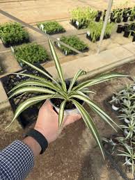 Image result for Chlorophytum pubiflorum