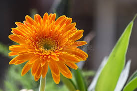 Image result for Gerbera viridifolia