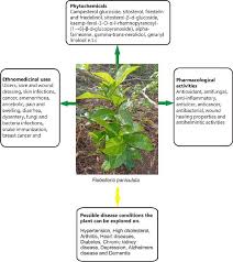 Image result for Flabellaria paniculata