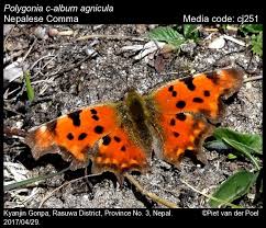 Image result for Polygonia c-album