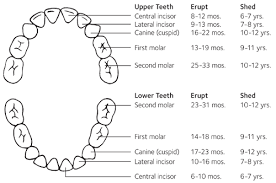 Teeth Development In Children From Baby Teeth To Permanent