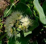 Image result for Syzygium owariense