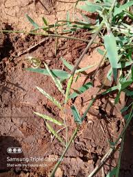 Image result for Eriochloa fatmensis