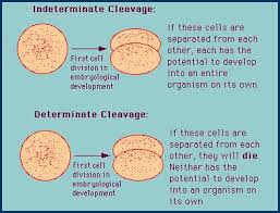 Typesof Eggs In Zoology In 2020 Types Of Eggs Eggs Zoology