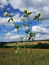 Image result for Trifolium squarrosum