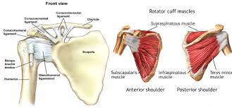 Just below the anatomic neck are the greater and lesser tuberosities, where the muscles of the rotator cuff attach to. Shoulder Injuries Natural Results Chiropractic Front Royal Va