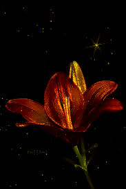 Share the best gifs now >>>. Animated Flower Flower Nature Flowers Butterfly Animated Gif Lily Flower Gifs Animated Flower Nature Gif Beautiful Gif Butterfly Gif