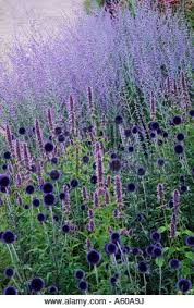 It prefers a less fertile soil (too much food and it goes fat and floppy) and is also happy in chalk and coastal regions. Echinops Veitch S Blue Perovskia Blue Spire Pensthorpe Garten Bepflanzen Garten Lila Garten