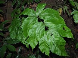 Image result for Tectaria fernandensis