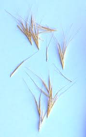 Preparing Your Dog For Summer The Dreaded Grass Seed Marc The Vet