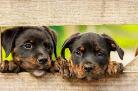 Look at pictures of rottweiler puppies who need a home. A Whole Rotta Love
