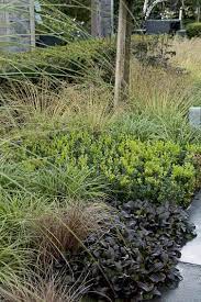 Tous sols période de floraison : Plantes Couvre Sol Cotoneaster Sedum Gamm Vert