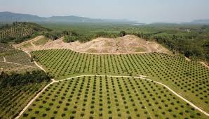 Currently, malaysia considers as the second largest. World S Biggest Palm Oil Firm Unveils New Measures To End Supply Chain Deforestation