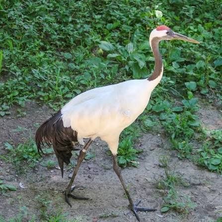 The red-crowned crane is the second-rarest crane in the world. It is also  one of the world's largest cranes, weighing up to 25 lbs. It is a highly  aquatic species that feeds