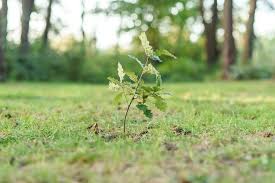 Image result for oak sapling