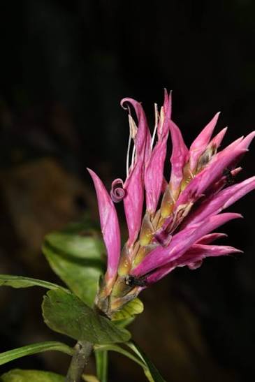 EstáPasando Más de 7 millones de plantas y hongos han sido digitalizados en un esfuerzo global que busca acelerar el conocimiento y la conservación de la biodiversidad.🌱🪻 Todos los detalles aquí. 👇🏽
