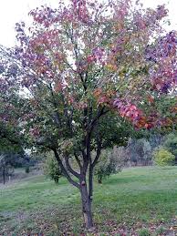 Some find them even more delicious when they are dried and well preserved. Create Art In Your Garden With Multigraft Fruit Trees Grow Great Fruit