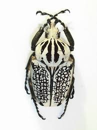 Image result for Culcasia orientalis