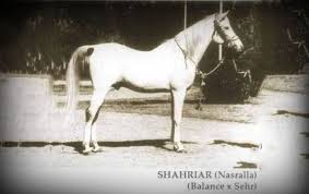 هل هناك شك في أصالة الحصان نصر الله Horses Arabian Horse Arabians