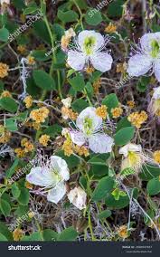 Image result for Capparaceae