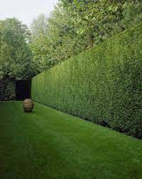 Idealen sichtschutz für ihren garten bieten geschnittene hecken. Hecke Im Garten Als Sichtschutz Eine Variante Zum Zaun