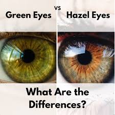 Gray close to 3% of the world's population have gray eyes. The Difference Between Green And Hazel Eyes Owlcation