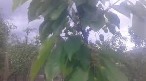 Frunzele sunt lobate palmat, verde inchis. Ingrasamant Pentru Pomi Fructiferi Si Vita De Vie Youtube