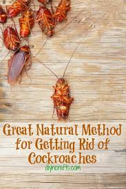 Pin Now Use Later Great Natural Method For Getting Rid Of Cockroaches Helpful Hints Cockroaches Household Hacks