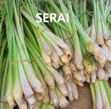 Contextual translation of daun serai into english. Anim Agro Technology Fakta Tentang Serai Dan Petua