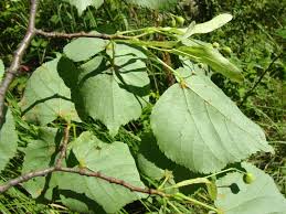 Image result for Corchorus saxatilis