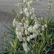 Golden Sword Adam S Needle Yucca Filamentosa Golden Sword In Strathmore Calgary Drumheller Brooks Okotoks Alberta Ab At Eagle Lake Nurseries