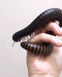 Black And Yellow Millipede India One Of Our Giant African Millipedes Archispirostreptus Gigas Awwnverts Millipede Unusual Animals Beautiful Bugs