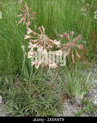Image result for Pelargonium luridum